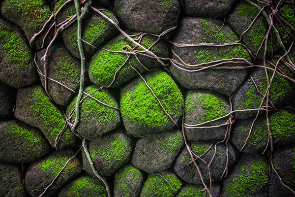 Stone Hedge (WM00300)