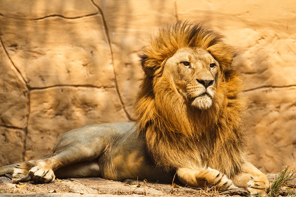 Royal Lion (WM00211)